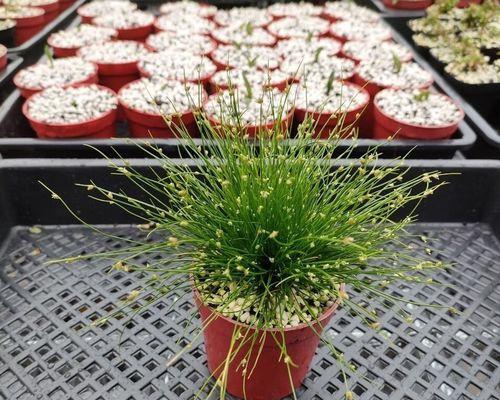 弹簧草的养殖技巧和常见问题解答？