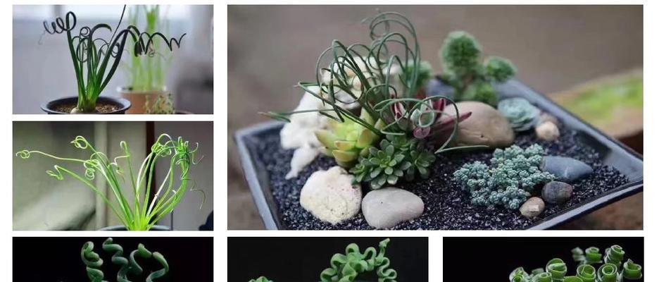 弹簧草的养殖技巧和常见问题解答？