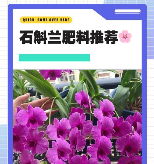 石斛养殖过程中应该使用哪种肥料？