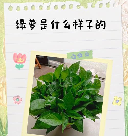 秋季绿萝的养护要点是什么？