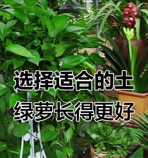 秋季绿萝的养护要点是什么？