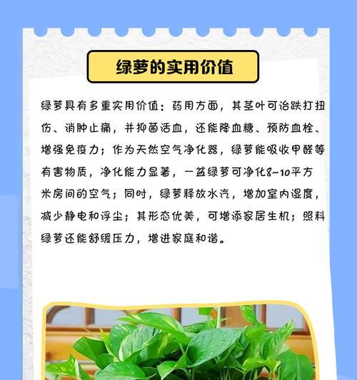 秋季绿萝的养护要点是什么？