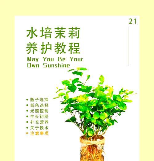 茉莉不开花的原因及解决方法是什么？