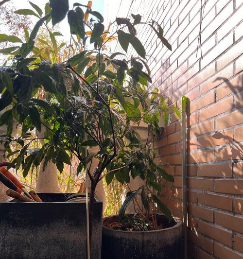 茉莉不开花的原因及解决方法是什么？