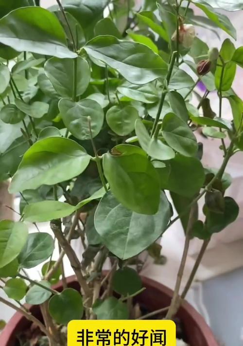 茉莉不开花的原因及解决方法是什么？
