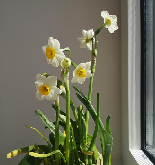 水仙花雕刻技巧？如何制作美丽的水仙花球？