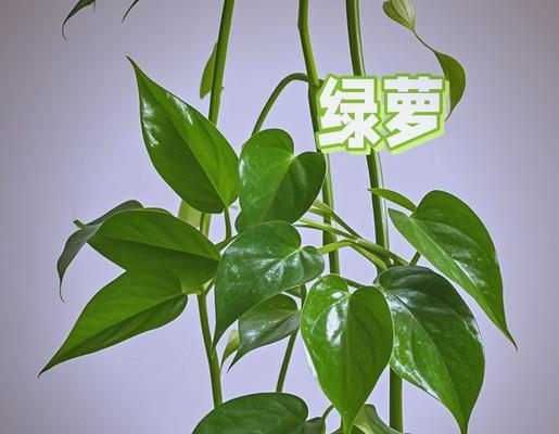 绿萝茎部发黑的原因是什么？