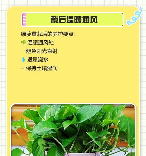 绿萝茎部发黑的原因是什么？