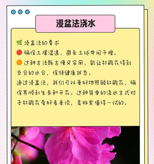 一品红浇水的正确方法是什么？