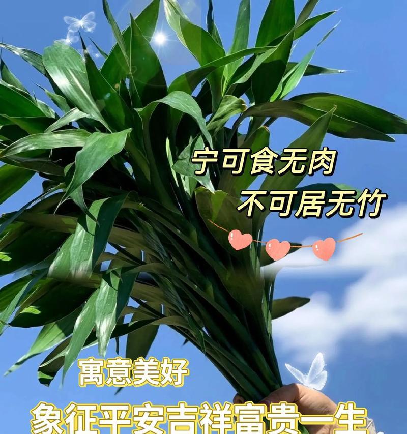 水养富贵竹的好处有哪些？如何正确水养富贵竹？