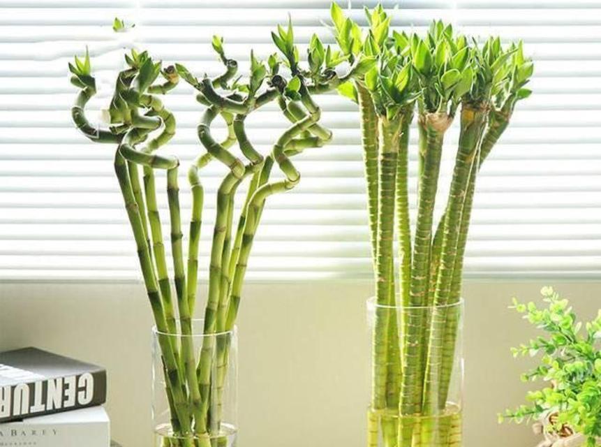 水养富贵竹的好处有哪些？如何正确水养富贵竹？