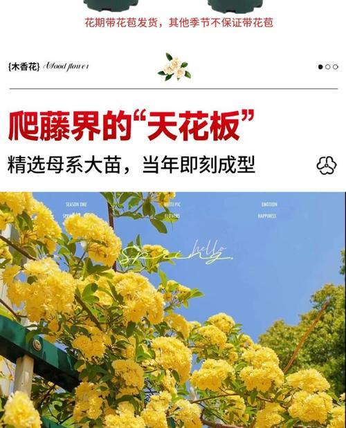 木本开花植物有哪些种类？它们的特点是什么？