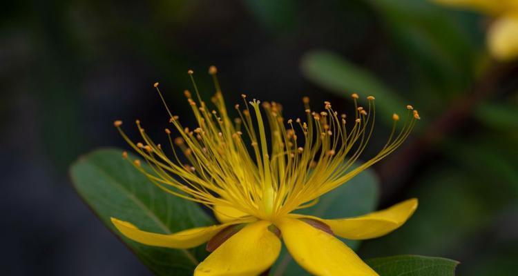 木本开花植物有哪些种类？它们的特点是什么？