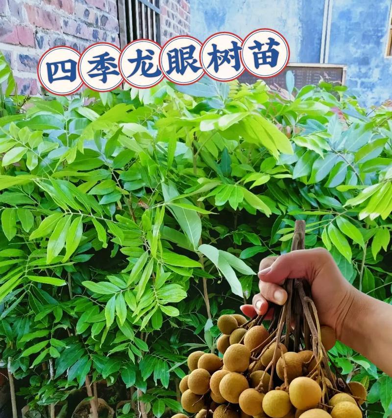 盆栽龙眼结果的秘诀是什么？