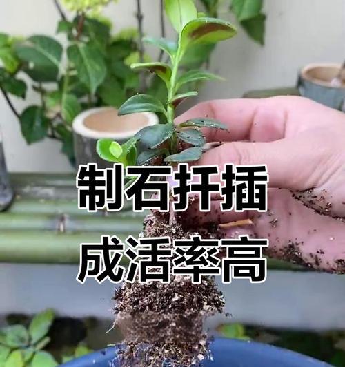 花苗种植方法有哪些？如何确保成活率？