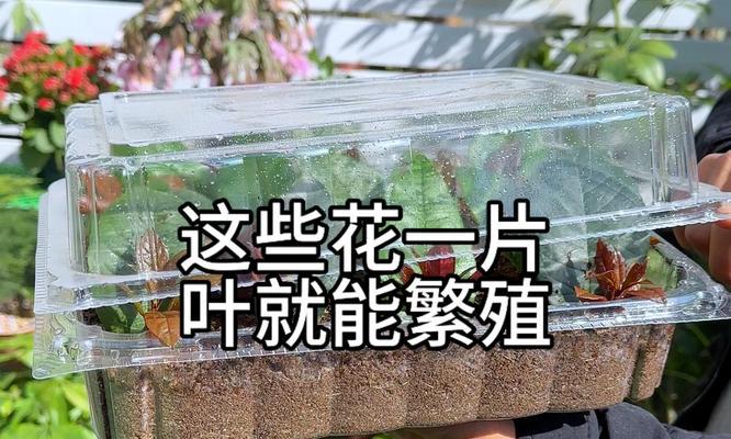 花苗种植方法有哪些？如何确保成活率？