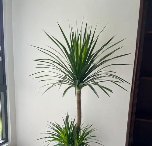 霸王花养殖方法有哪些？如何确保其健康生长？