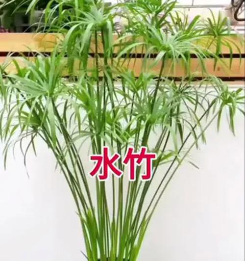 水培植物养殖的正确步骤是什么？