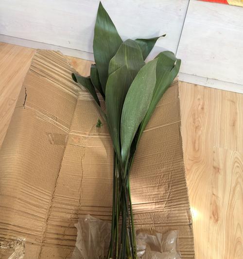 一叶兰的养殖技巧有哪些？如何保持一叶兰健康生长？