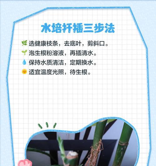 千插植物的成功秘诀是什么？