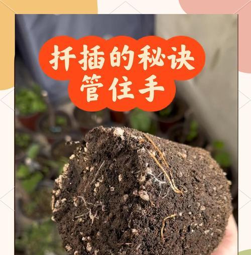 千插植物的成功秘诀是什么？