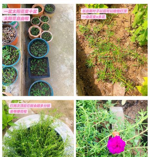 千插植物的成功秘诀是什么？