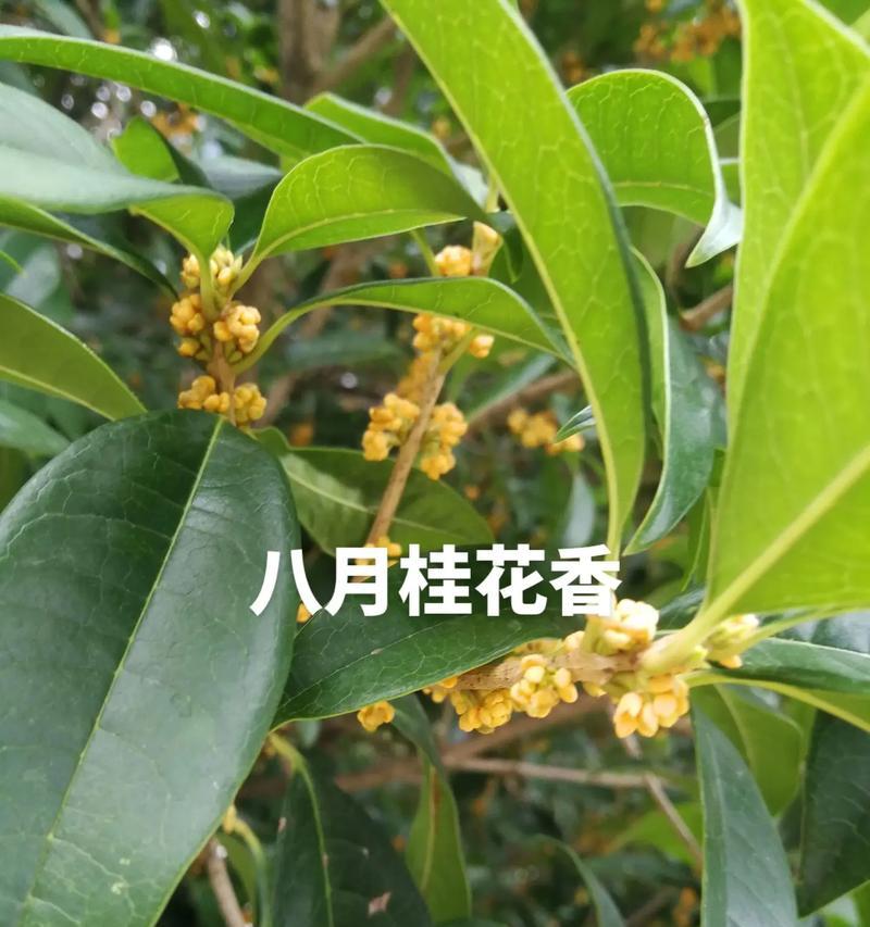 桂花什么季节开花？桂花的开花季节和香味特点是什么？