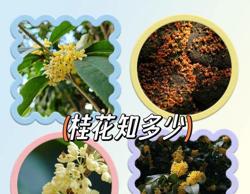 桂花什么季节开花？桂花的开花季节和香味特点是什么？