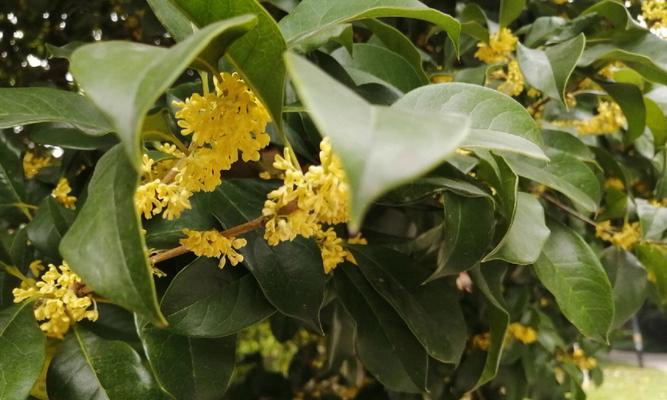 桂花什么季节开花？桂花的开花季节和香味特点是什么？