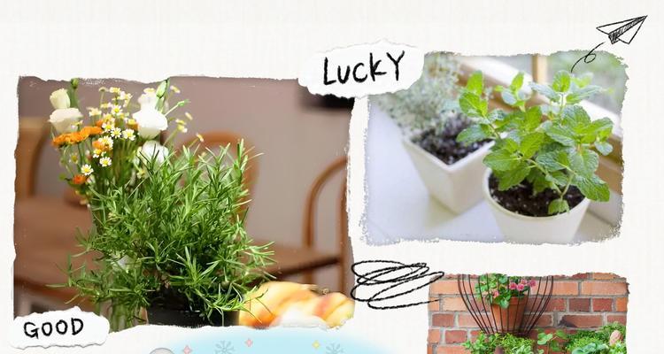 室内种植哪些植物好？如何管理？
