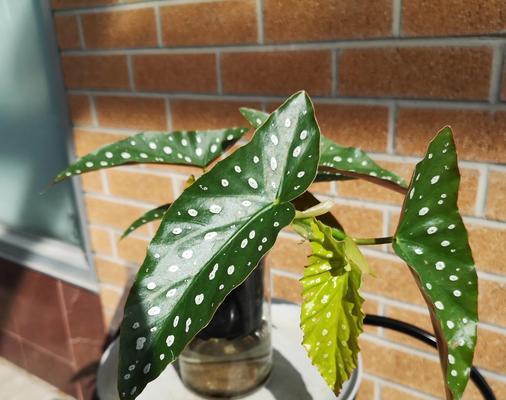 室内种植哪些植物好？如何管理？