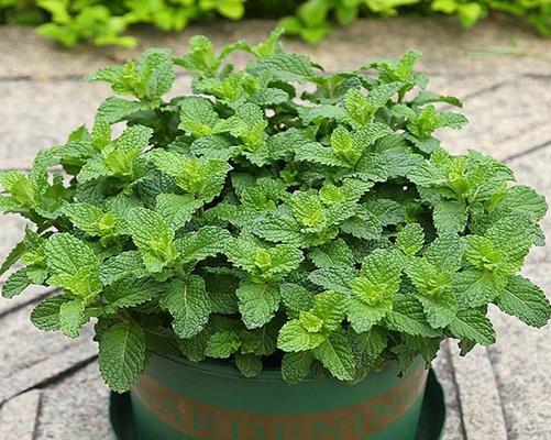 室内种植哪些植物好？如何管理？