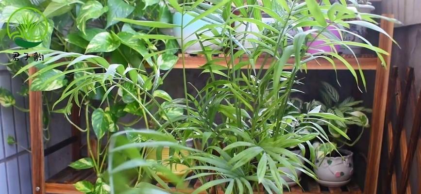 袖珍椰子修剪的最佳时间和方法是什么？
