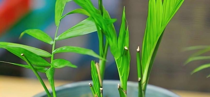 袖珍椰子修剪的最佳时间和方法是什么？