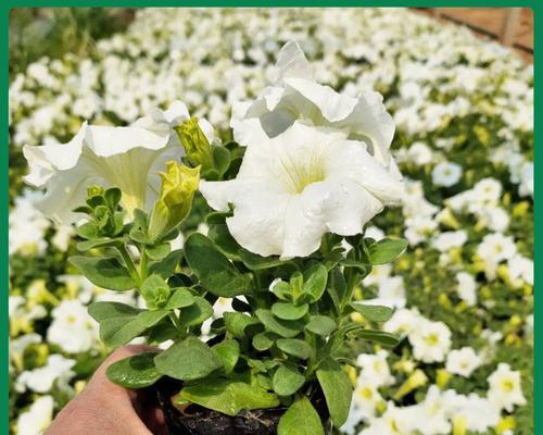 怎么种矮牛？矮牛植物的种植技巧和维护要点是什么？
