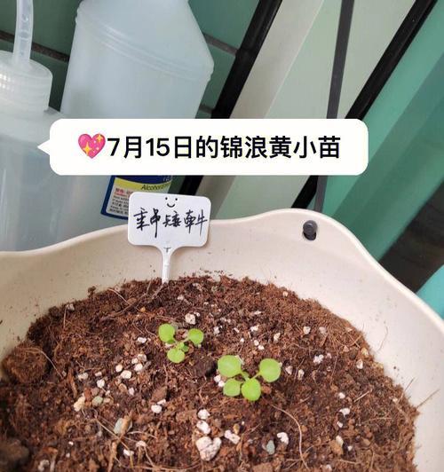 怎么种矮牛？矮牛植物的种植技巧和维护要点是什么？