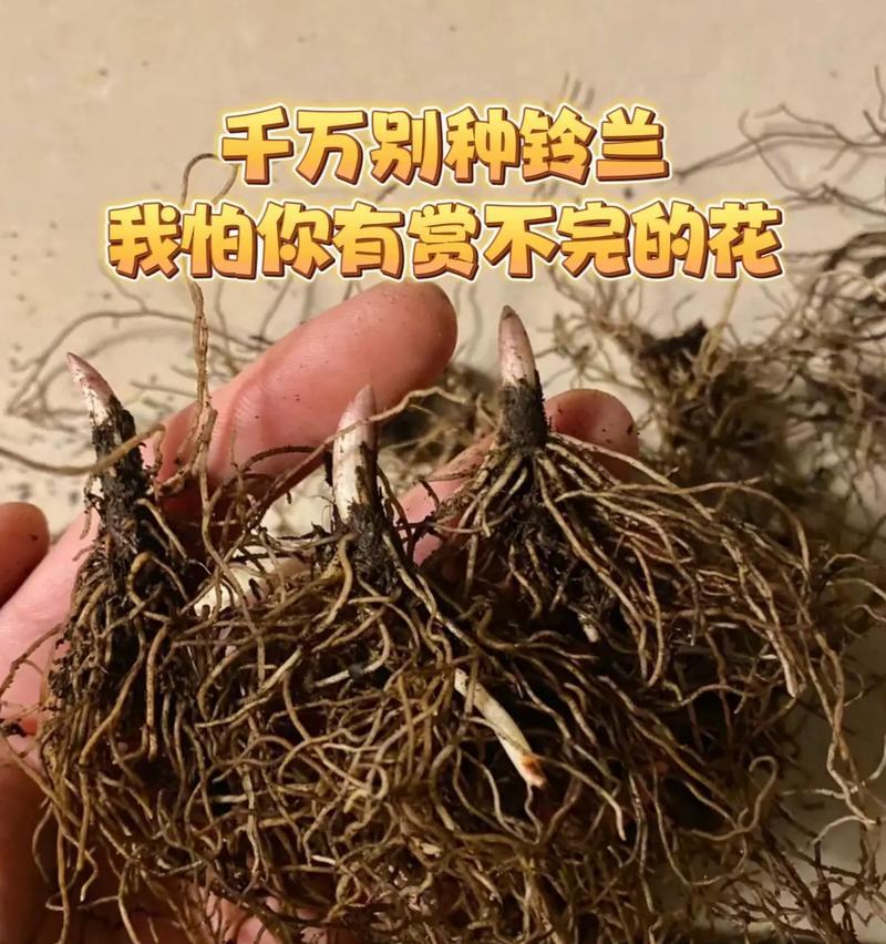 铃兰花种植的步骤是什么？如何确保其顺利开花？