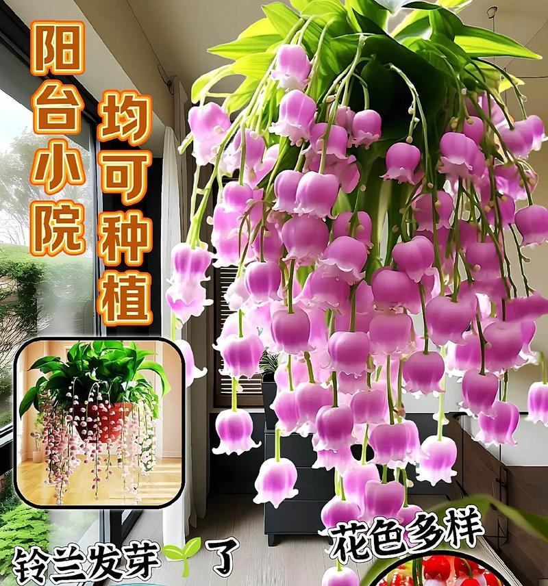 铃兰花种植的步骤是什么？如何确保其顺利开花？