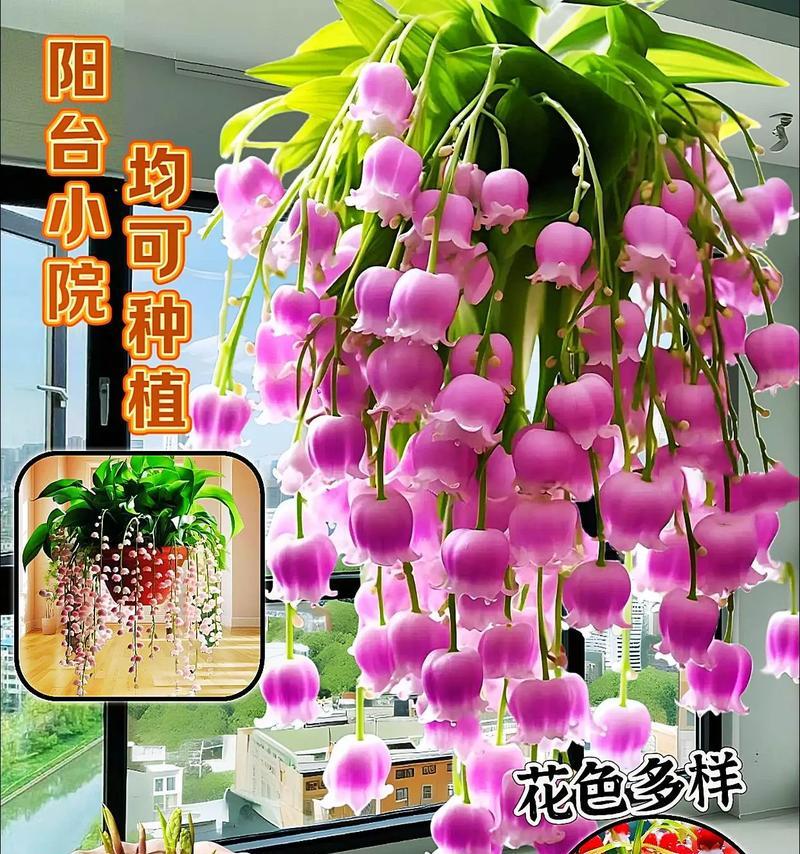铃兰花种植的步骤是什么？如何确保其顺利开花？