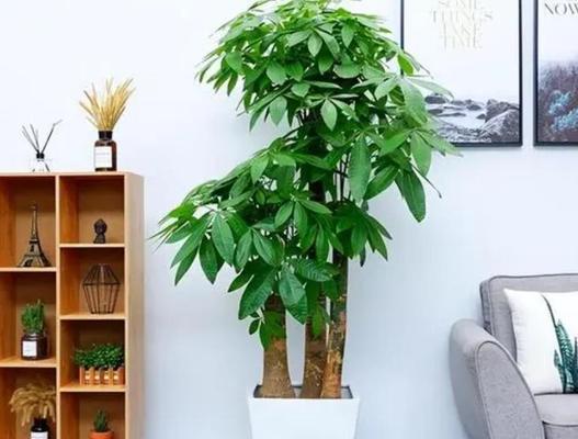 发财树摆放的最佳位置是什么？