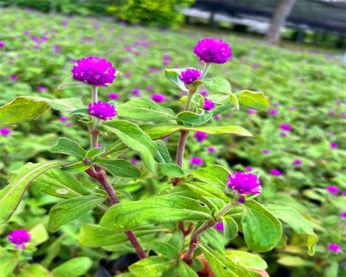 千日红种子种植方法是什么？