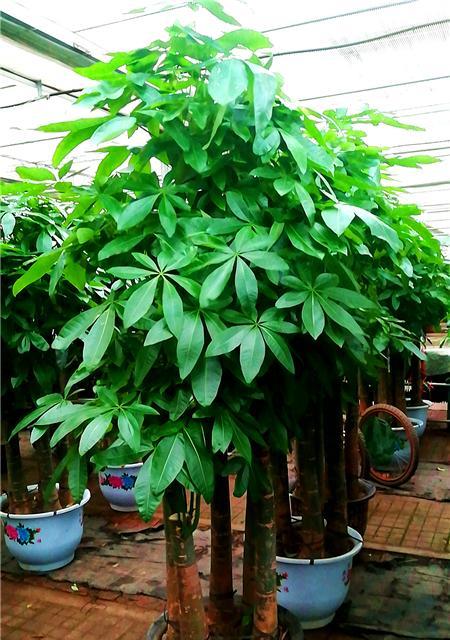 蜡菊的养殖方法和注意事项是什么？