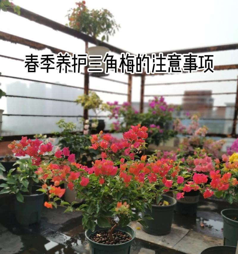 蜡菊的养殖方法和注意事项是什么？