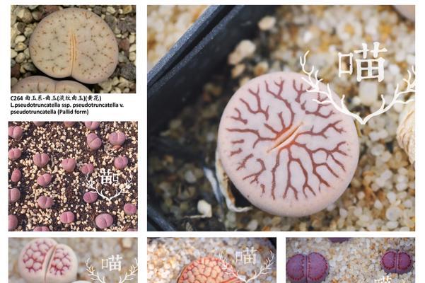 生石花贵品种有哪些特点？