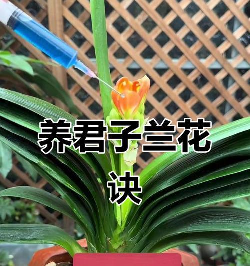 君子兰开花的养护技巧是什么？