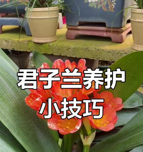 君子兰开花的养护技巧是什么？