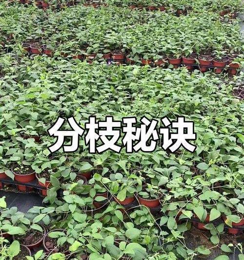 铁线莲开花后的修剪技巧和后续管理？