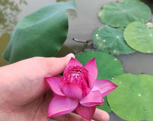 碗莲品种有哪些？碗莲的种类和特点是什么？