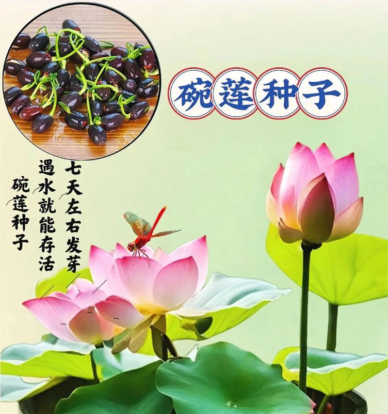 碗莲品种有哪些？碗莲的种类和特点是什么？
