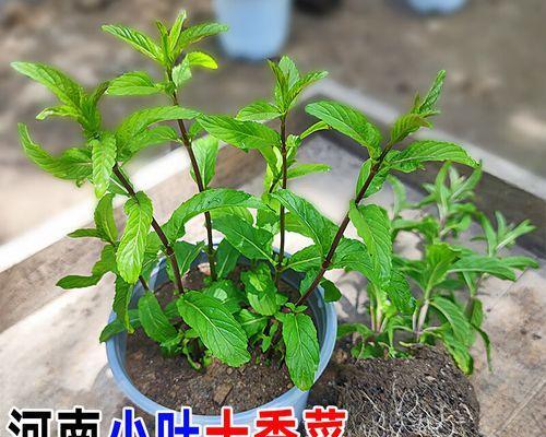 盆栽幼苗指南：盆栽幼苗的正确种植步骤是什么？